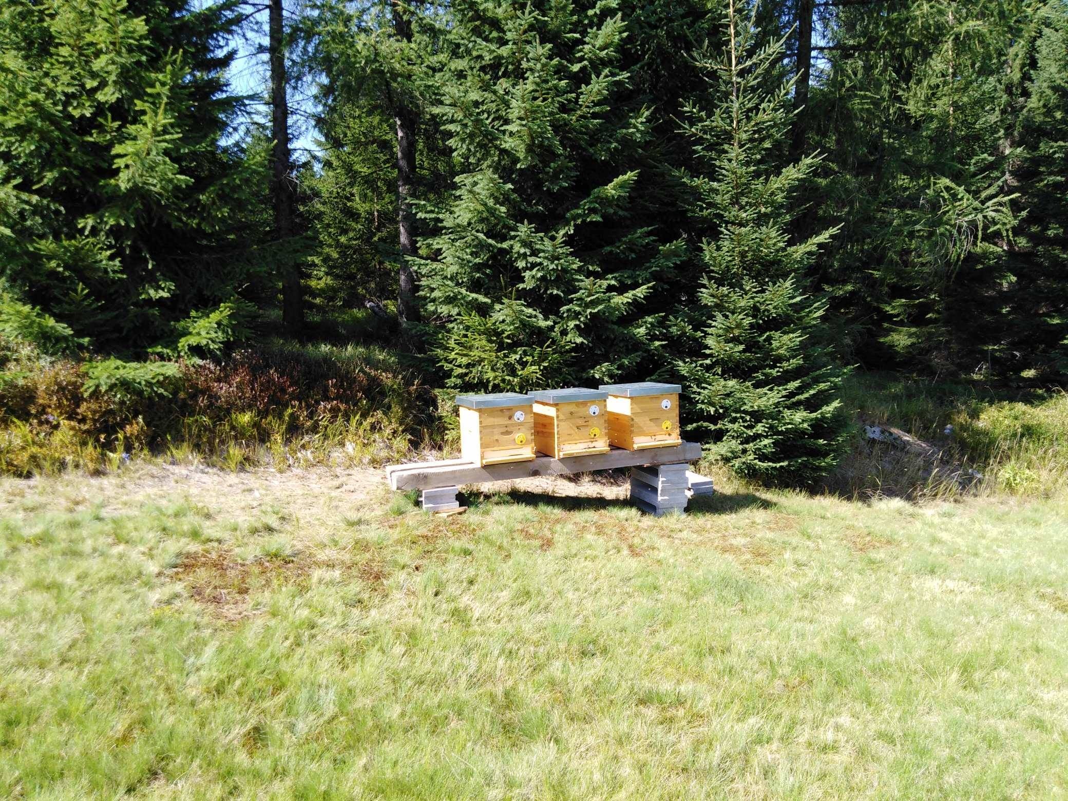 Kam umístit včelstva?
